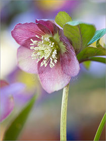 Hellebore
