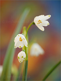 Leucojum