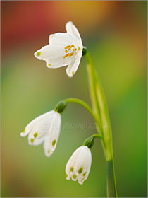 Leucojum