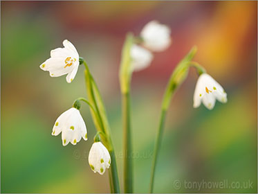 Leucojum