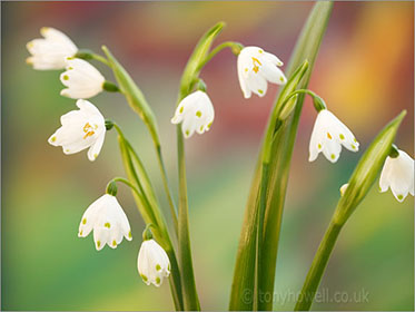 Leucojum