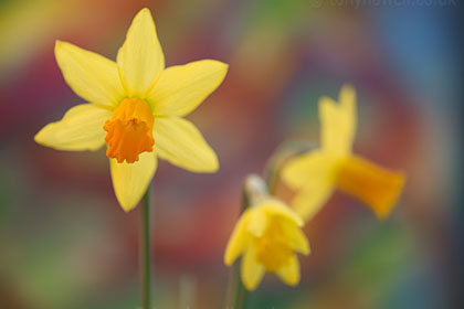 Daffodil