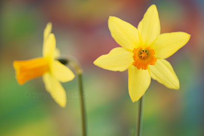 Daffodil