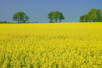 Oilseed Rape 