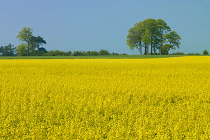 Oilseed Rape