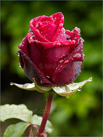 Rose bud