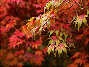 Japanese Maple Leaves