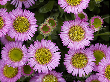 Erigeron