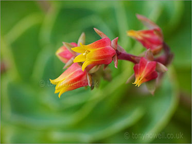 Echeveria