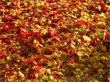 Acer palmatum