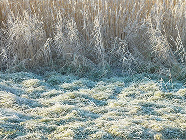 Grasses, Reeds, Frost