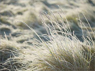 Grasses, Frost