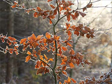 Frost, Beech Leaves