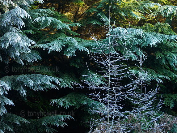 Pine Tree, Hoar Frost
