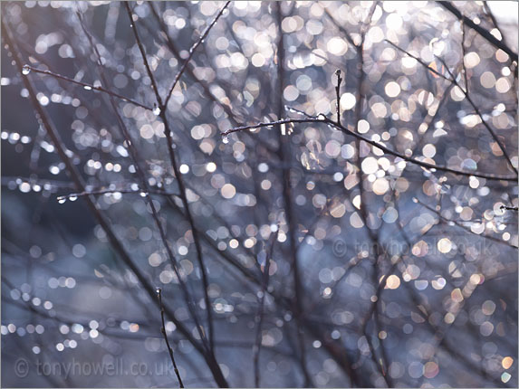 Tree, Melting Hoar Frost