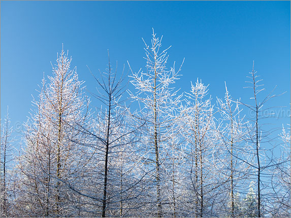 Trees, Hoar Frost