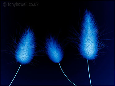 Grass Flowers, blue