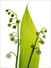 Lily of the Valley