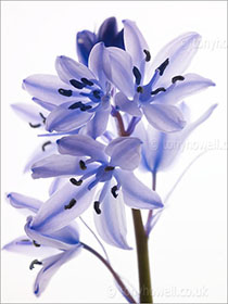 Bluebells on White