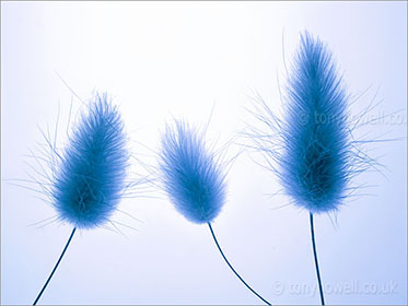 Grass Flowers, blue