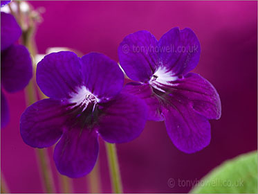 Streptocarpus