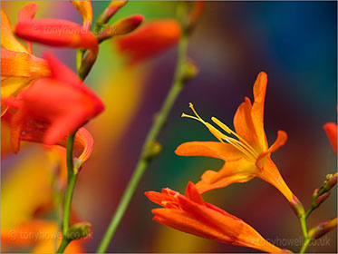 Crocosmia
