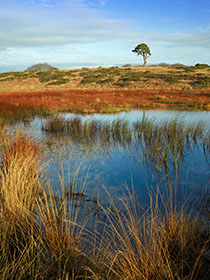 Scots Pine