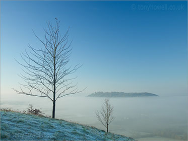 Trees in Mist