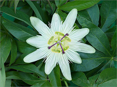 Passion Flower