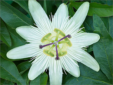 Passion Flower, close up