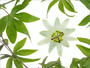 Passion Flower, white