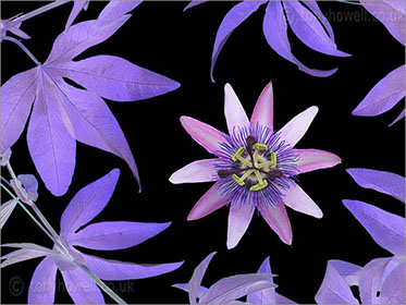 Passion Flower, on black