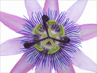 Passion Flower, close up