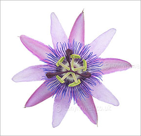 Passion flower, on white