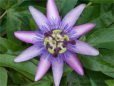 Passion Flower