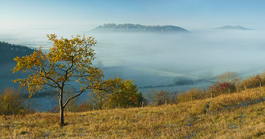 Oak Tree, Mist