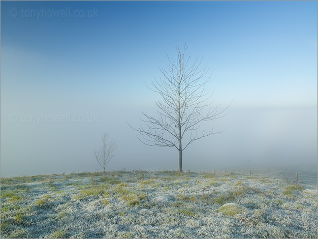 Trees in Mist