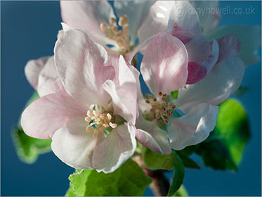Apple Blossom