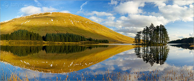 Pine Trees, Brecon