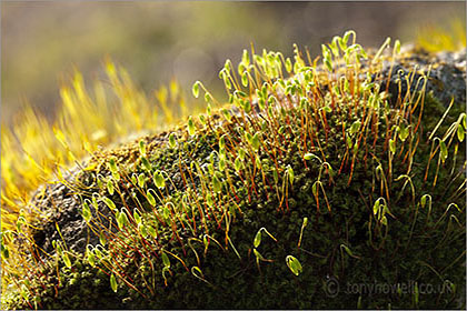 Moss Flowers