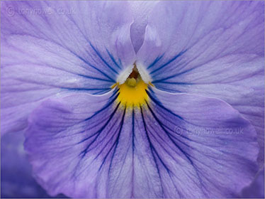 Pansy, close up