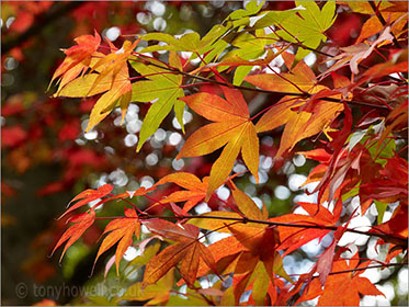 Acer leaves