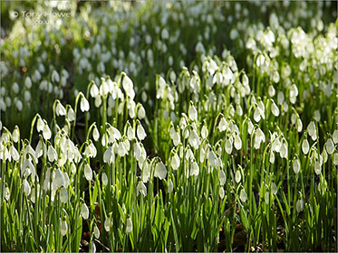 Snowdrops