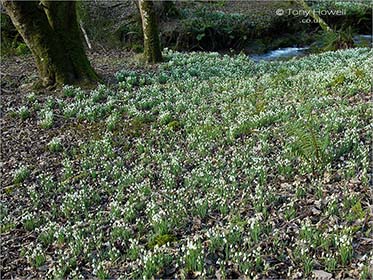 Snowdrop valley