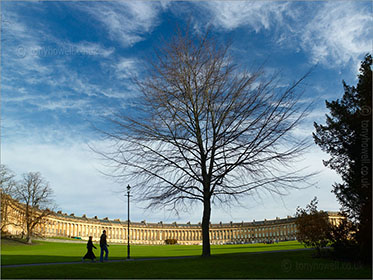 Tree, Royal Crescent