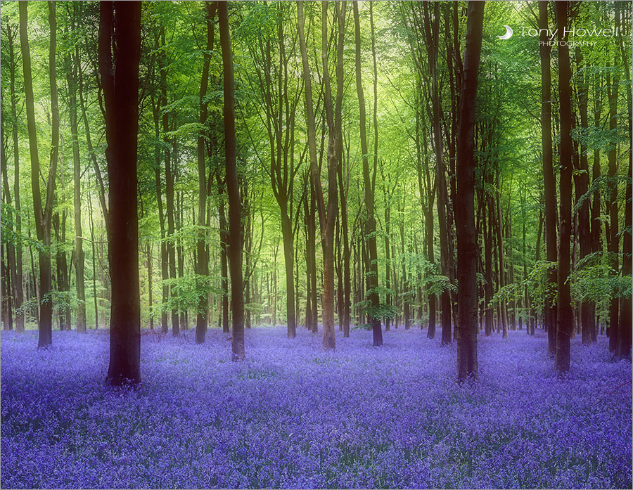 Bluebells, Soft Focus