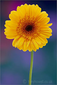 Gerbera, Yellow