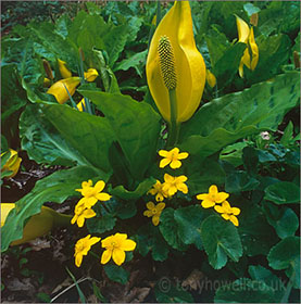 Skunk Cabbage & Marsh Marigolds