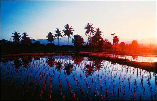 Paddy Field 