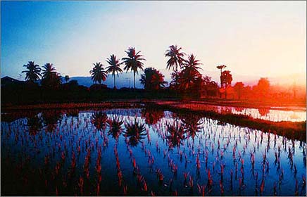 Paddy, Thailand